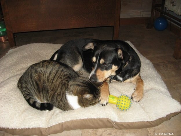 Star: A Resilient Gray Tabby’s Journey from Rescue to Recovery