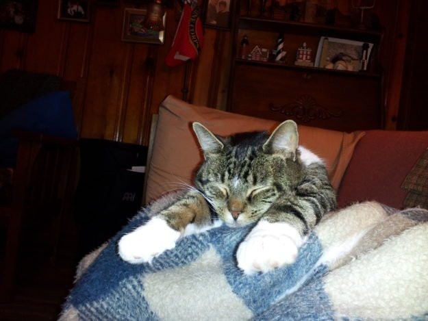 Star: A Resilient Gray Tabby’s Journey from Rescue to Recovery