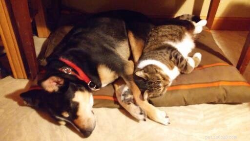 Star: A Resilient Gray Tabby’s Journey from Rescue to Recovery