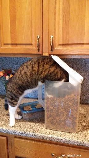 Star: A Resilient Gray Tabby’s Journey from Rescue to Recovery