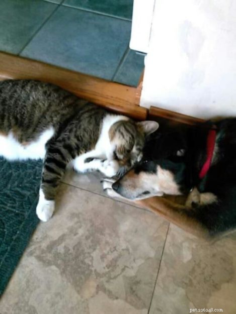 Star: A Resilient Gray Tabby’s Journey from Rescue to Recovery