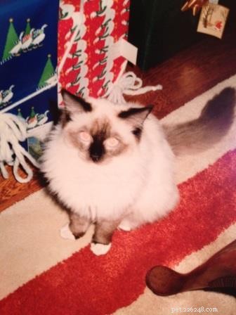 Stress‑Free Christmas Trees: How to Keep Cats Safe & Happy