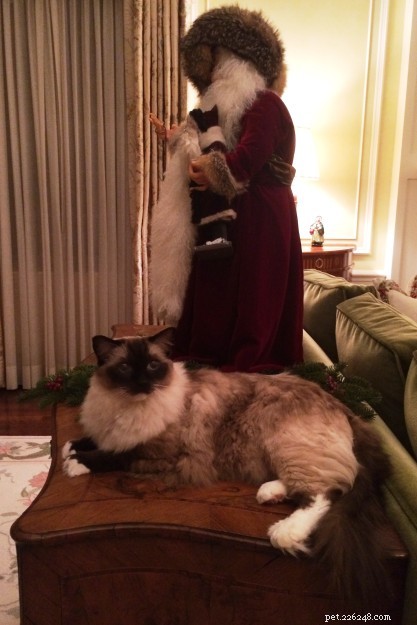 Stress‑Free Christmas Trees: How to Keep Cats Safe & Happy