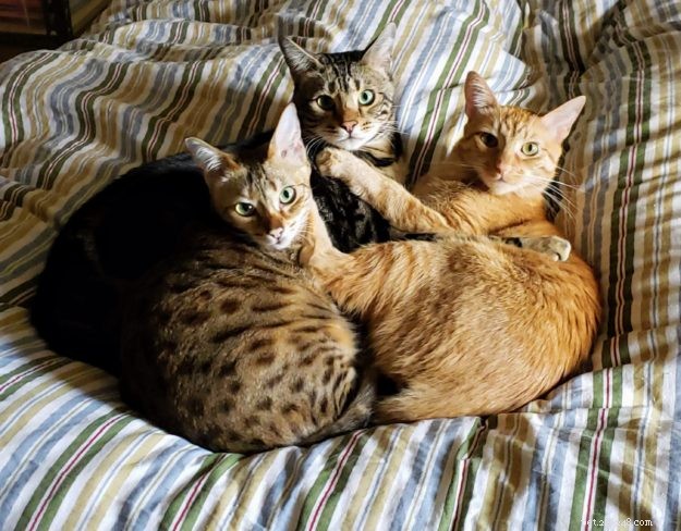 Dr. Sarah Brandon, DVM: Pioneering Holistic Hemp Pet Care