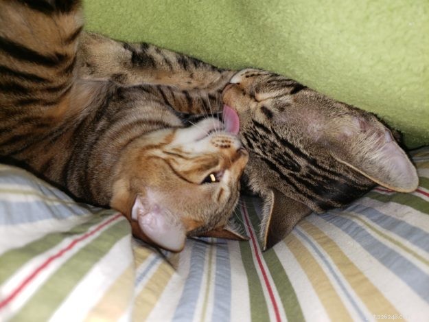 Dr. Sarah Brandon, DVM: Pioneering Holistic Hemp Pet Care