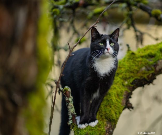 All About Tuxedo Cats: Fun Facts & Key Insights