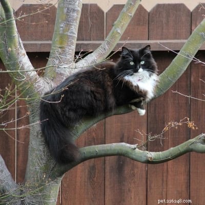 All About Tuxedo Cats: Fun Facts & Key Insights