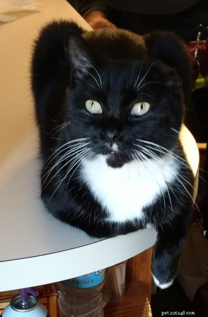 All About Tuxedo Cats: Fun Facts & Key Insights