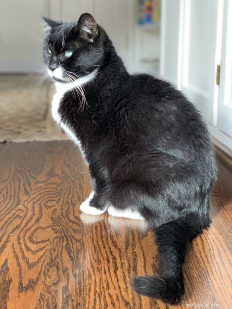 All About Tuxedo Cats: Fun Facts & Key Insights