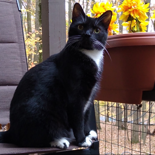 All About Tuxedo Cats: Fun Facts & Key Insights