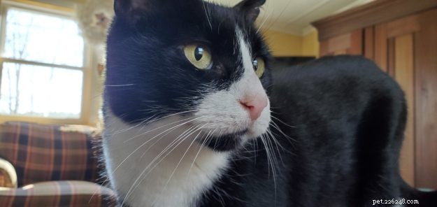 All About Tuxedo Cats: Fun Facts & Key Insights