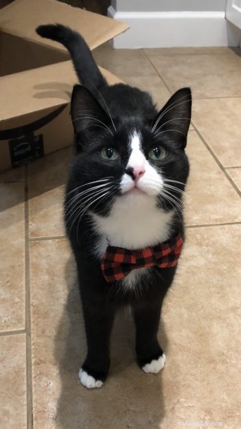 All About Tuxedo Cats: Fun Facts & Key Insights