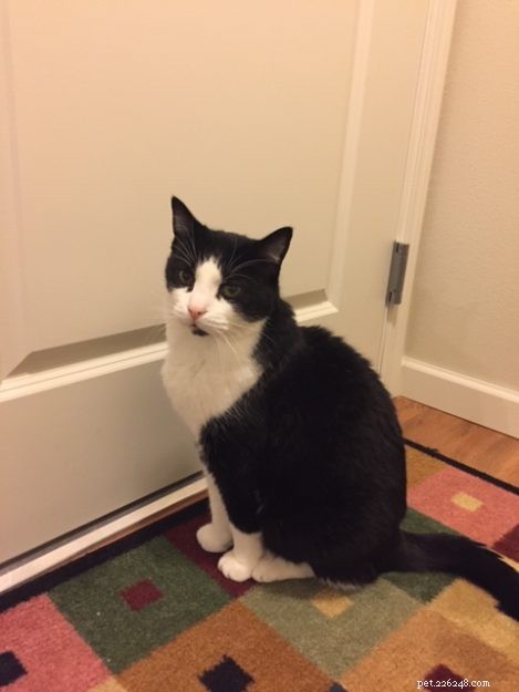 All About Tuxedo Cats: Fun Facts & Key Insights