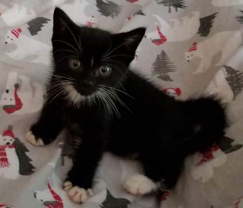 All About Tuxedo Cats: Fun Facts & Key Insights