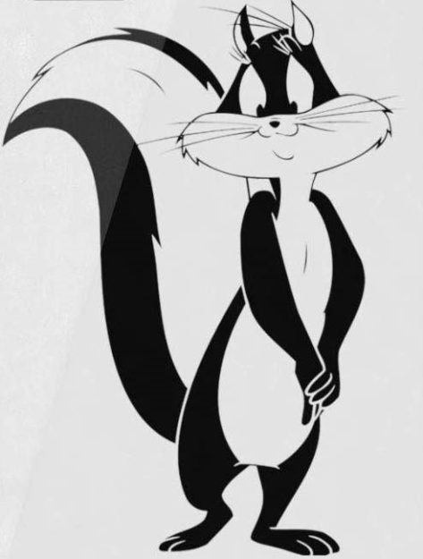 All About Tuxedo Cats: Fun Facts & Key Insights