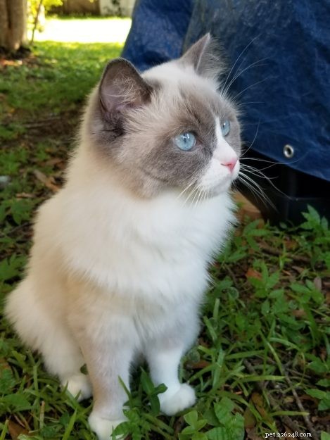 Meet Mali: This Week’s Featured Ragdoll Cat
