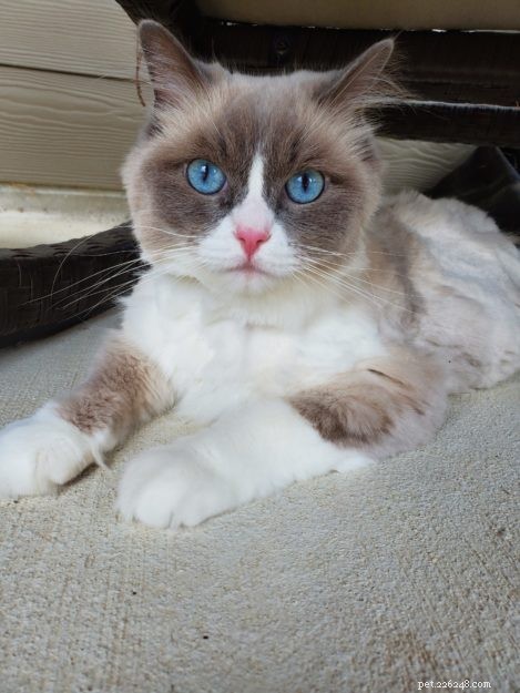 Meet Mali: This Week’s Featured Ragdoll Cat