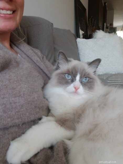 Meet Mali: This Week’s Featured Ragdoll Cat