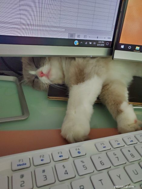 Meet Mali: This Week’s Featured Ragdoll Cat