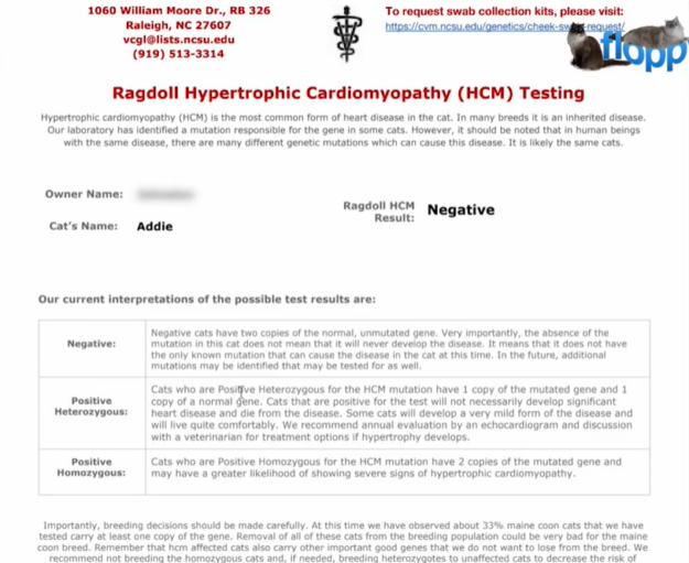 HCM Screening in Ragdoll Cats: Step‑by‑Step Cheek Swab Testing Guide