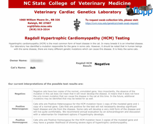 HCM Screening in Ragdoll Cats: Step‑by‑Step Cheek Swab Testing Guide