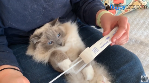 HCM Screening in Ragdoll Cats: Step‑by‑Step Cheek Swab Testing Guide