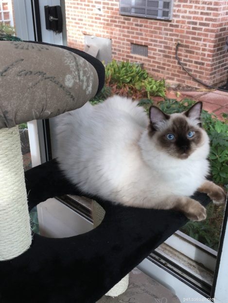 Jannie, Beloved Ragdoll: A Moving Tribute