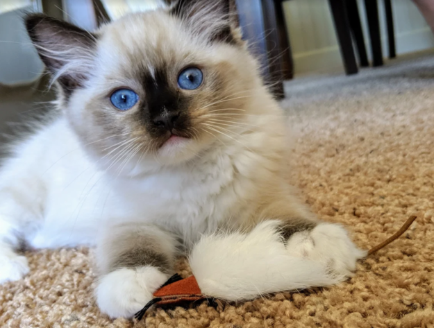 Meet K.B. Beauregard: Ragdoll Kitten of the Month – A Tale of Love & Cats