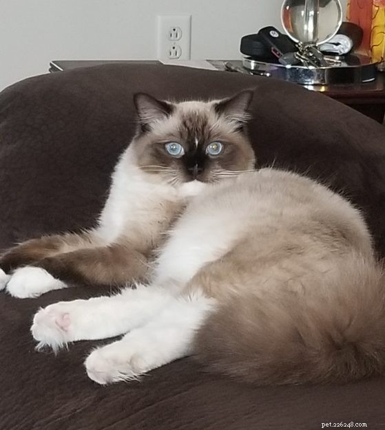 Meet K.B. Beauregard: Ragdoll Kitten of the Month – A Tale of Love & Cats