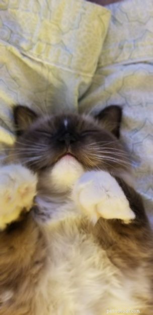 Meet K.B. Beauregard: Ragdoll Kitten of the Month – A Tale of Love & Cats