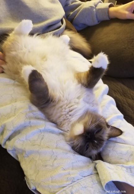 Meet K.B. Beauregard: Ragdoll Kitten of the Month – A Tale of Love & Cats
