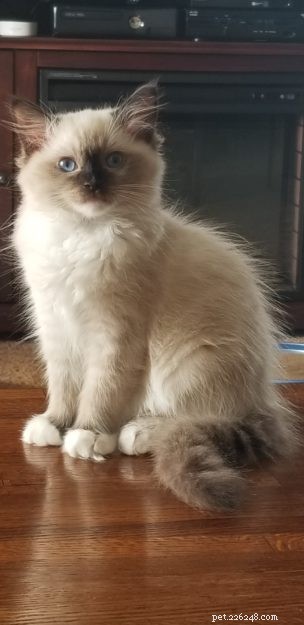 Meet K.B. Beauregard: Ragdoll Kitten of the Month – A Tale of Love & Cats