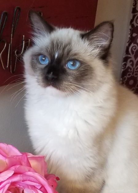 Meet K.B. Beauregard: Ragdoll Kitten of the Month – A Tale of Love & Cats