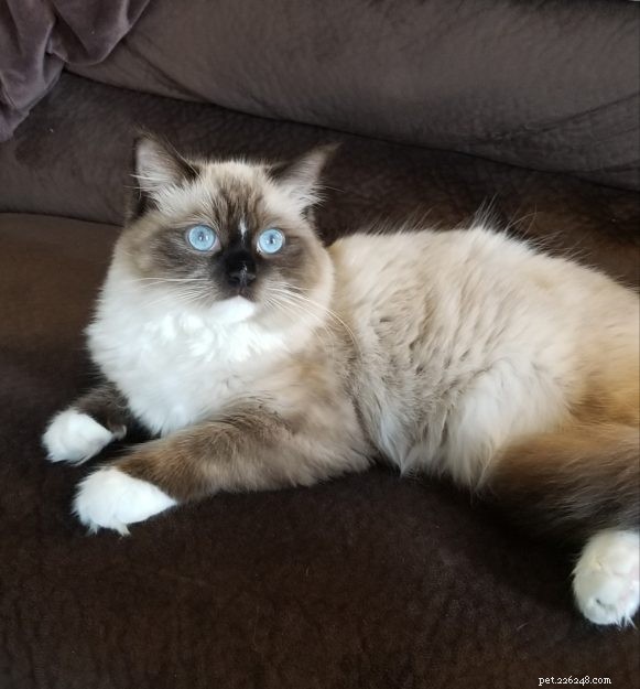 Meet K.B. Beauregard: Ragdoll Kitten of the Month – A Tale of Love & Cats