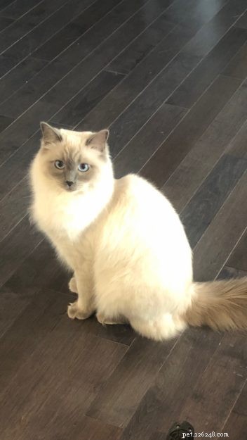Meet Calvin: The Heartwarming Ragdoll Cat of the Week