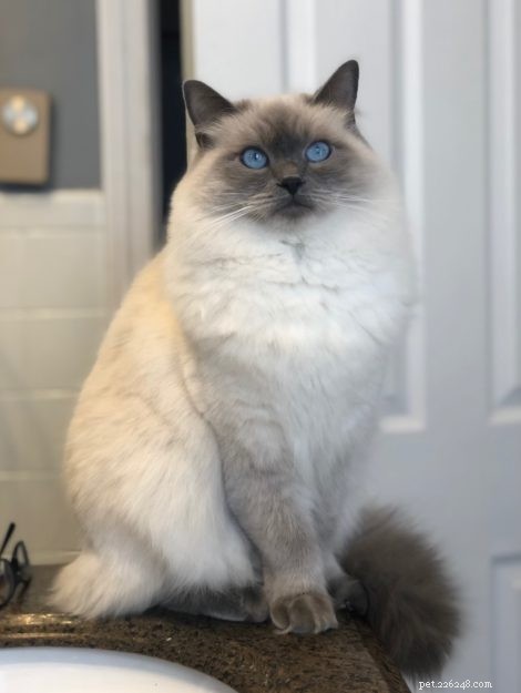 Meet Calvin: The Heartwarming Ragdoll Cat of the Week