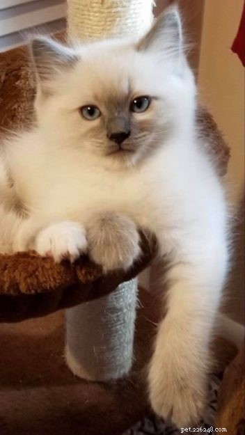 Meet Calvin: The Heartwarming Ragdoll Cat of the Week