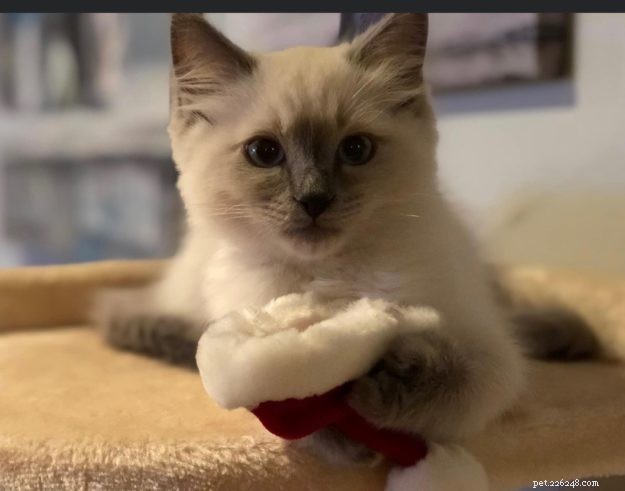 Meet Calvin: The Heartwarming Ragdoll Cat of the Week