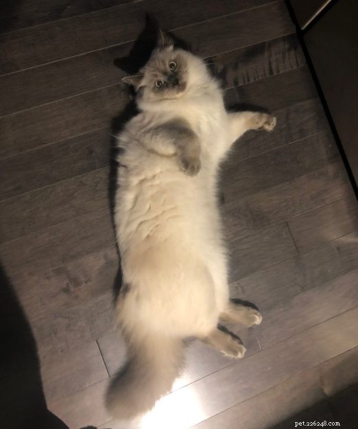 Meet Calvin: The Heartwarming Ragdoll Cat of the Week
