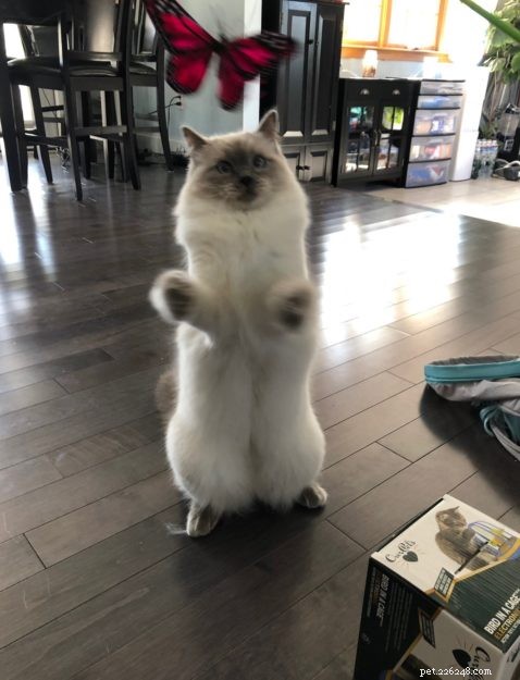 Meet Calvin: The Heartwarming Ragdoll Cat of the Week