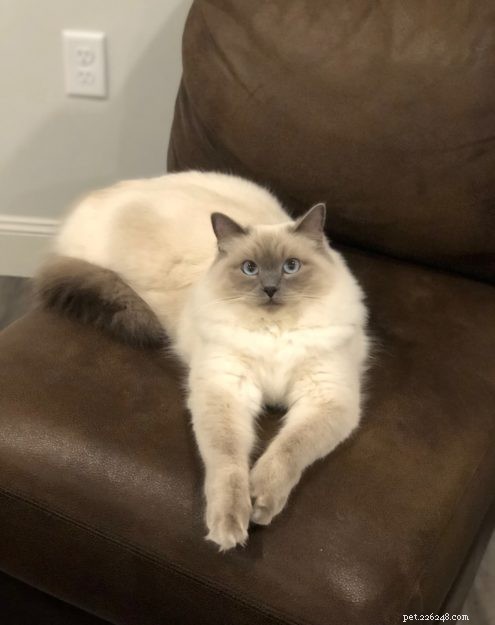 Meet Calvin: The Heartwarming Ragdoll Cat of the Week