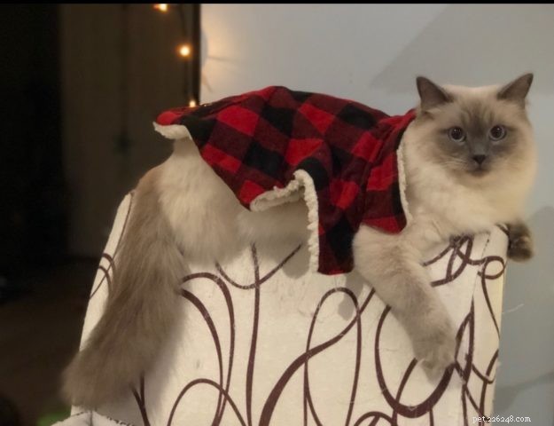 Meet Calvin: The Heartwarming Ragdoll Cat of the Week