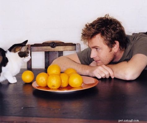 10 Celebrities Who Are Passionate Cat Lovers