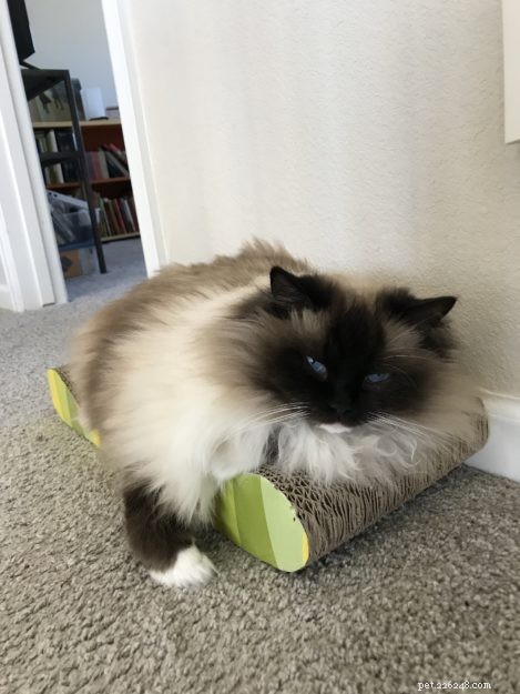 Meet Willy: The Ragdoll Royalty of the Week