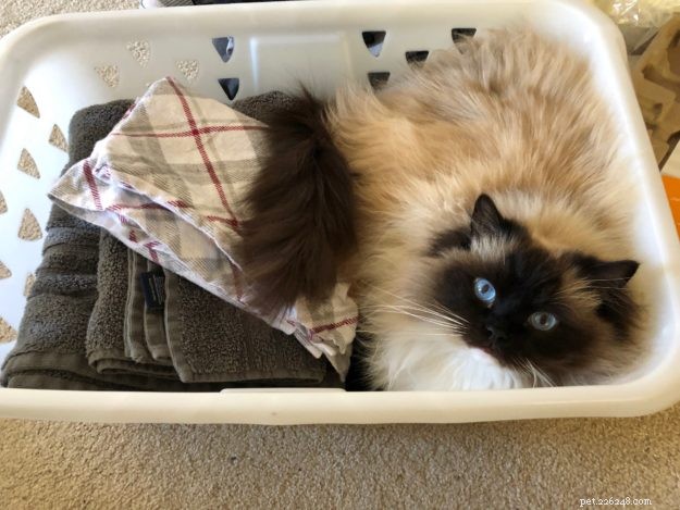 Meet Willy: The Ragdoll Royalty of the Week