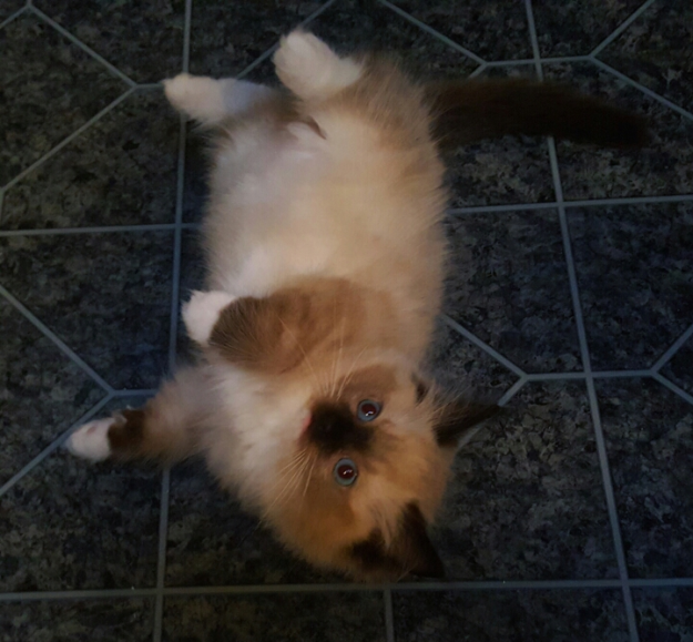 Meet Willy: The Ragdoll Royalty of the Week