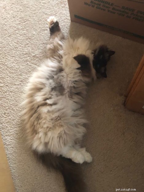 Meet Willy: The Ragdoll Royalty of the Week
