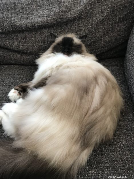 Meet Willy: The Ragdoll Royalty of the Week