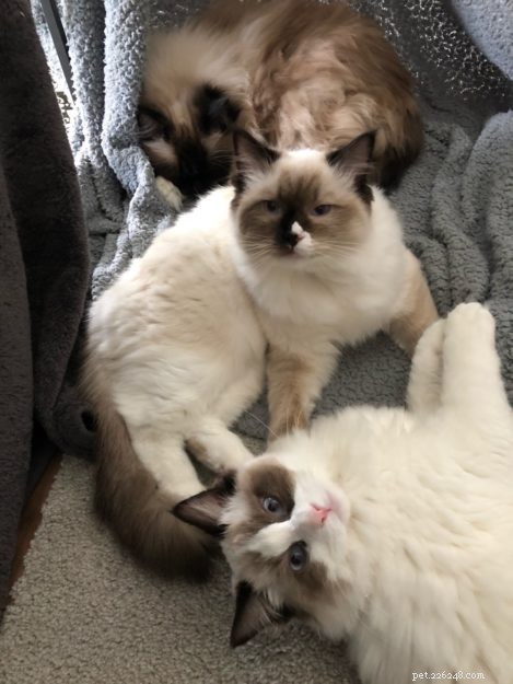 Meet Willy: The Ragdoll Royalty of the Week