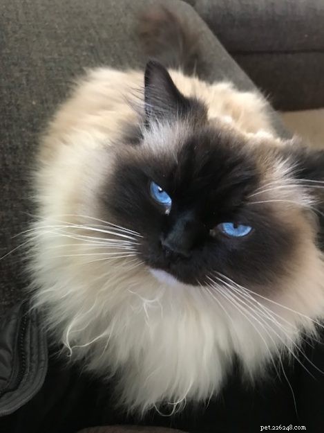 Meet Willy: The Ragdoll Royalty of the Week